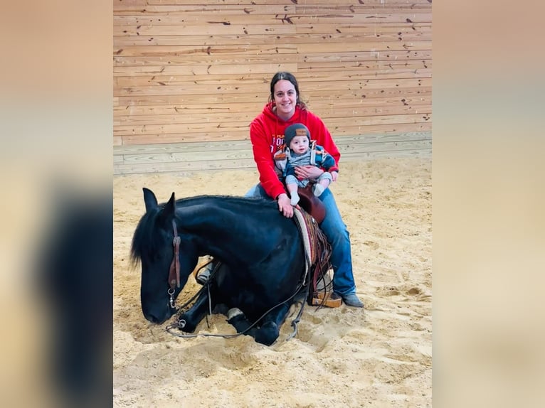 Frisones Mestizo Caballo castrado 3 años 145 cm Negro in Peosta, IA