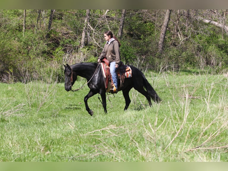 Frisones Mestizo Caballo castrado 3 años 145 cm Negro in Peosta, IA