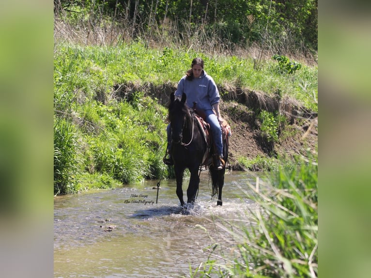 Frisones Mestizo Caballo castrado 3 años 145 cm Negro in Peosta, IA
