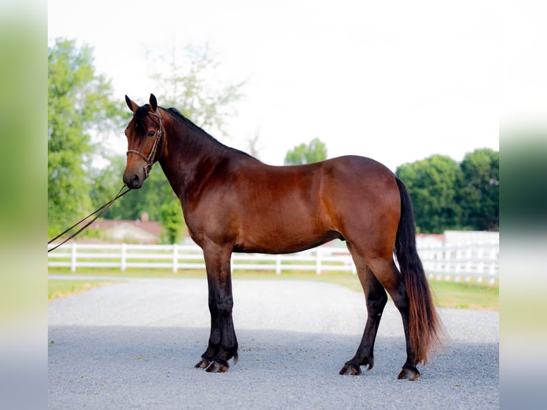 Frisones Caballo castrado 3 años 147 cm Castaño rojizo in Narvon, PA