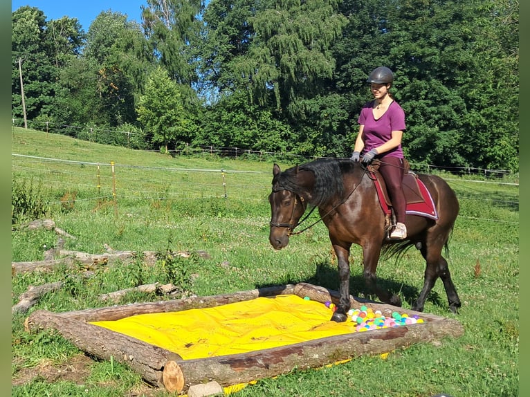 Frisones Mestizo Caballo castrado 3 años 152 cm Negro in Bayerbach