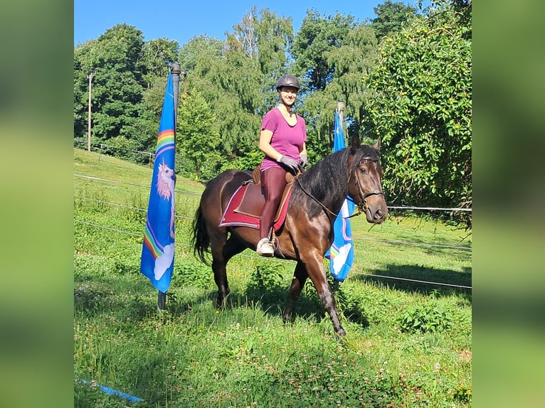Frisones Mestizo Caballo castrado 3 años 152 cm Negro in Bayerbach