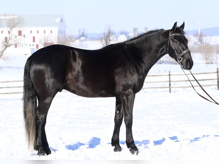 Frisones Mestizo Caballo castrado 3 años 155 cm Negro in Gap