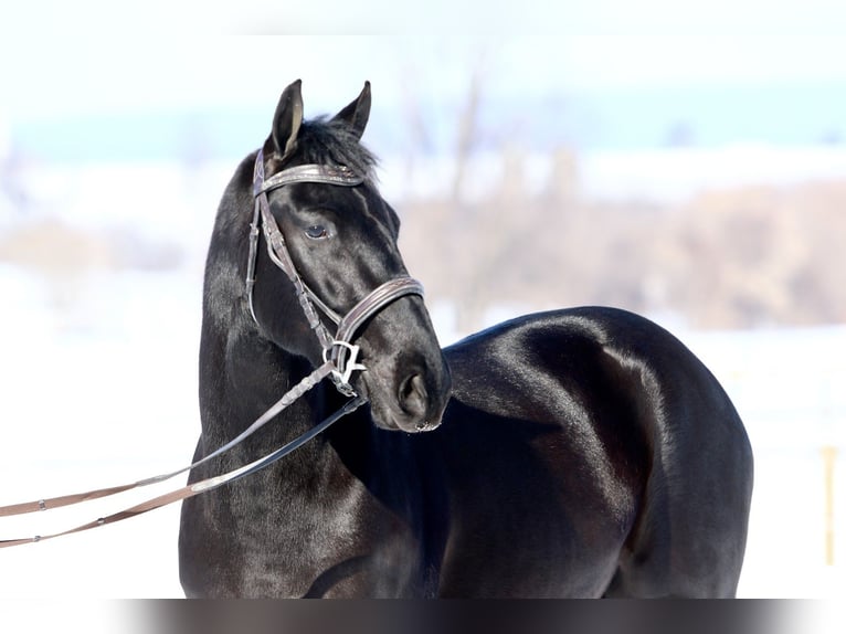 Frisones Mestizo Caballo castrado 3 años 155 cm Negro in Gap