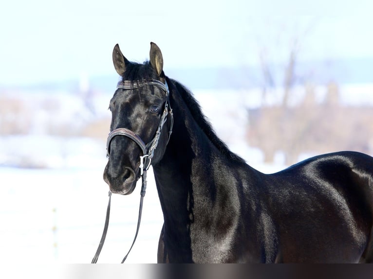 Frisones Mestizo Caballo castrado 3 años 155 cm Negro in Gap