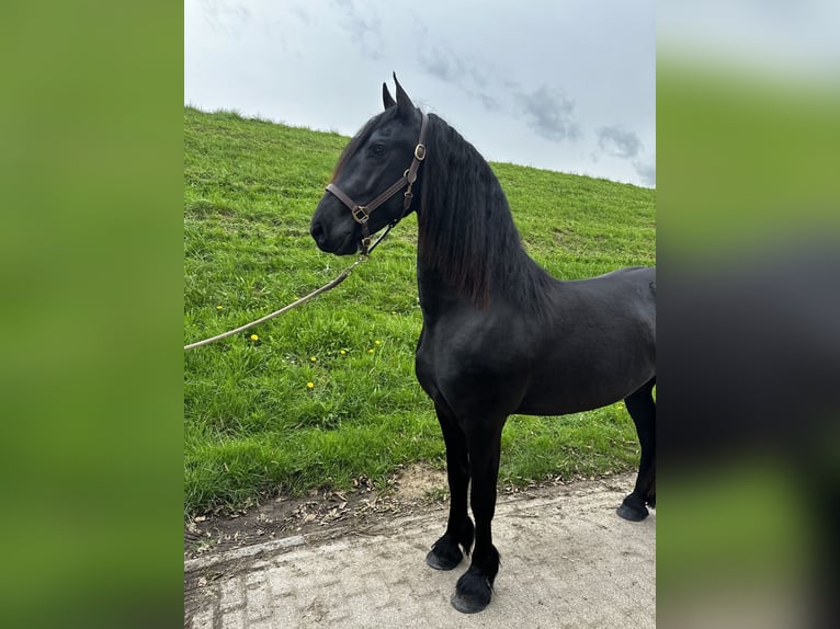 Frisones Caballo castrado 3 años 158 cm Negro in Bemmel