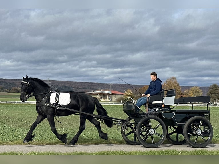 Frisones Caballo castrado 3 años 160 cm Negro in Riedlingen