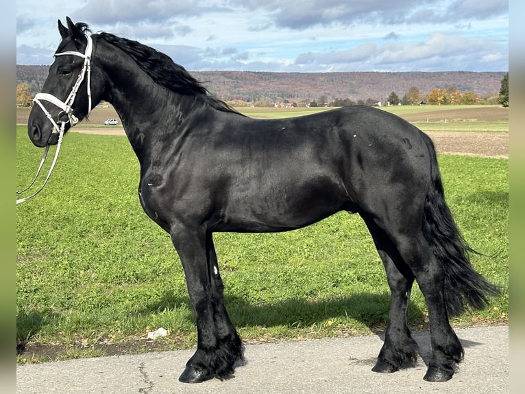 Frisones Caballo castrado 3 años 160 cm Negro in Riedlingen