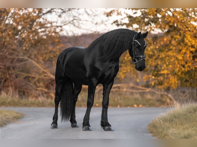 Frisones Caballo castrado 3 años 160 cm Negro in Galenberg
