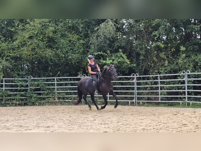 Frisones Mestizo Caballo castrado 3 años 161 cm Negro in Bad Camberg