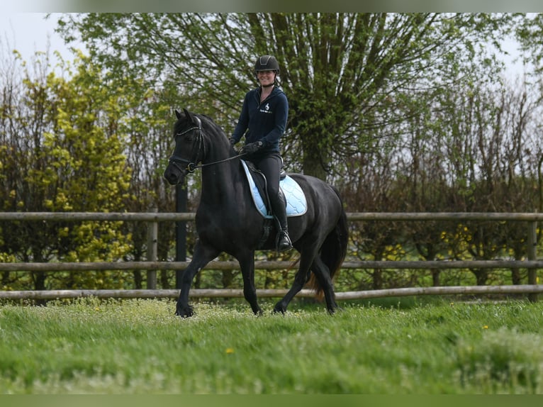 Frisones Caballo castrado 3 años 164 cm  in Mijnsheerenland