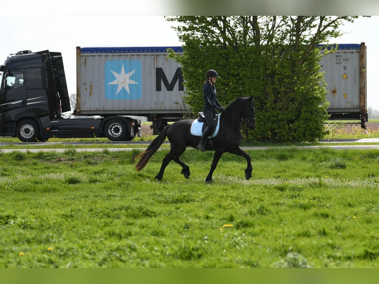 Frisones Caballo castrado 3 años 164 cm  in Mijnsheerenland