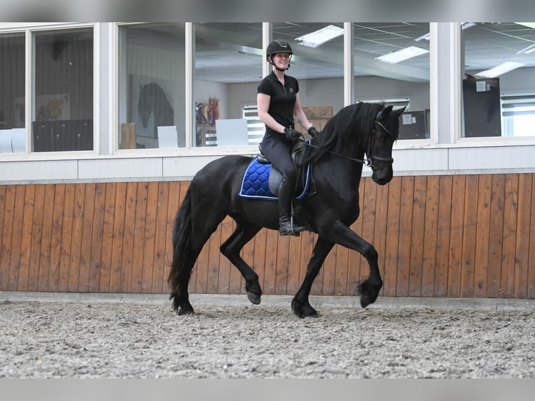 Frisones Caballo castrado 3 años 164 cm  in Mijnsheerenland