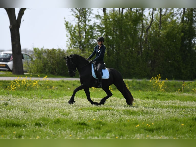 Frisones Caballo castrado 3 años 164 cm  in Mijnsheerenland