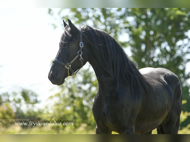 Frisones Caballo castrado 3 años 165 cm Negro in Mijnsheerenland