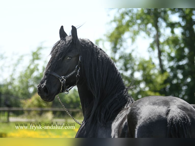 Frisones Caballo castrado 3 años 165 cm Negro in Mijnsheerenland
