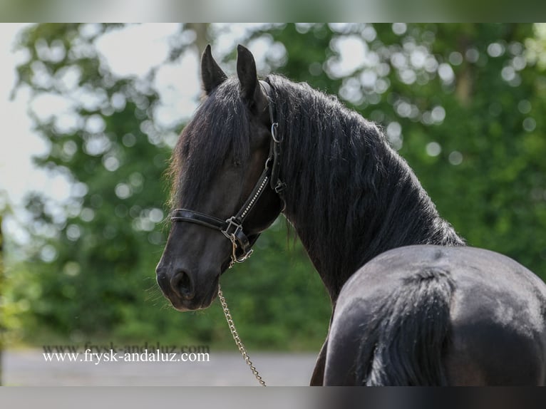 Frisones Caballo castrado 3 años 165 cm Negro in Mijnsheerenland