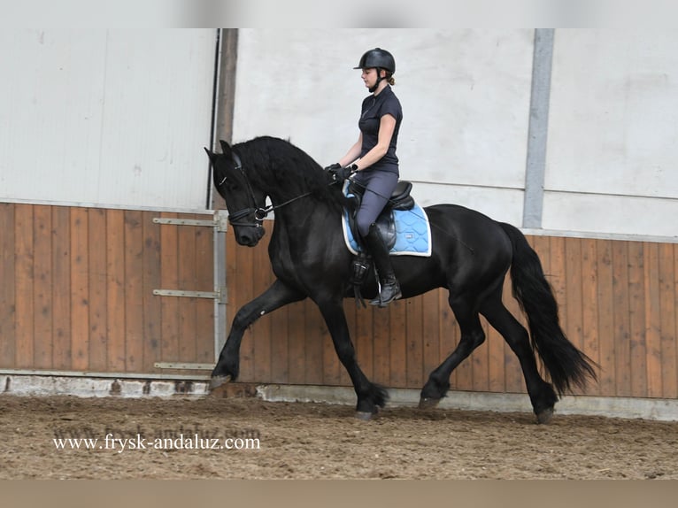 Frisones Caballo castrado 3 años 165 cm Negro in Mijnsheerenland