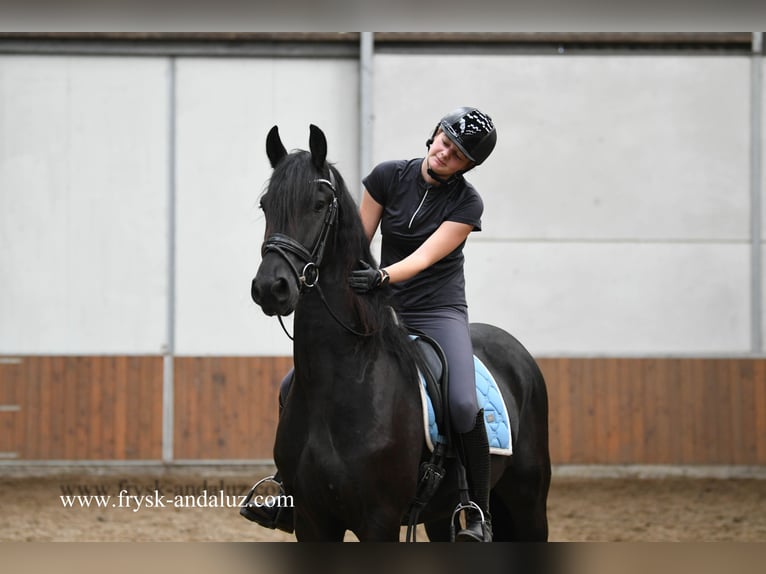Frisones Caballo castrado 3 años 165 cm Negro in Mijnsheerenland