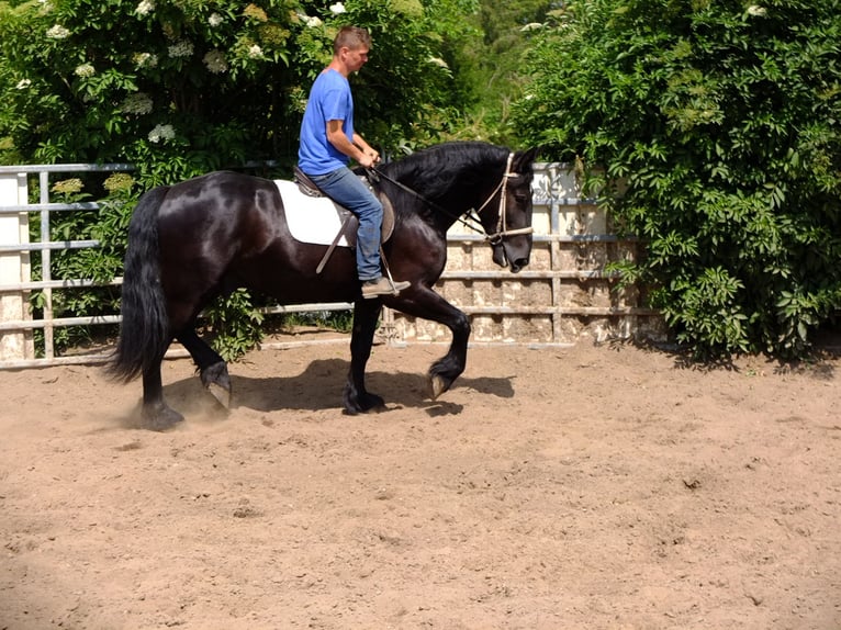 Frisones Mestizo Caballo castrado 3 años 165 cm Negro in Buttstädt