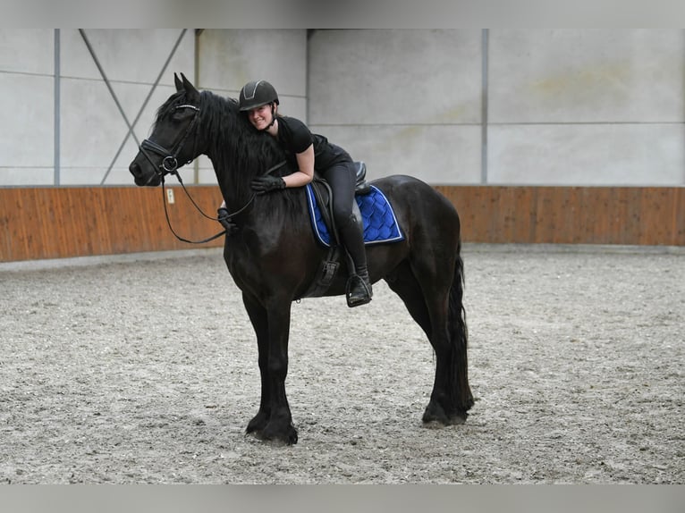 Frisones Caballo castrado 3 años 166 cm Negro in Mijnsheerenland