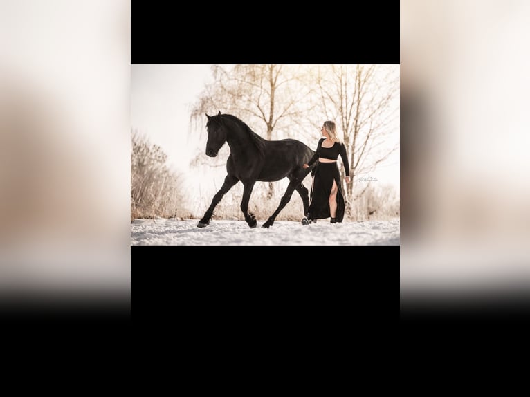 Frisones Caballo castrado 3 años 168 cm Negro in Bad Salzuflen