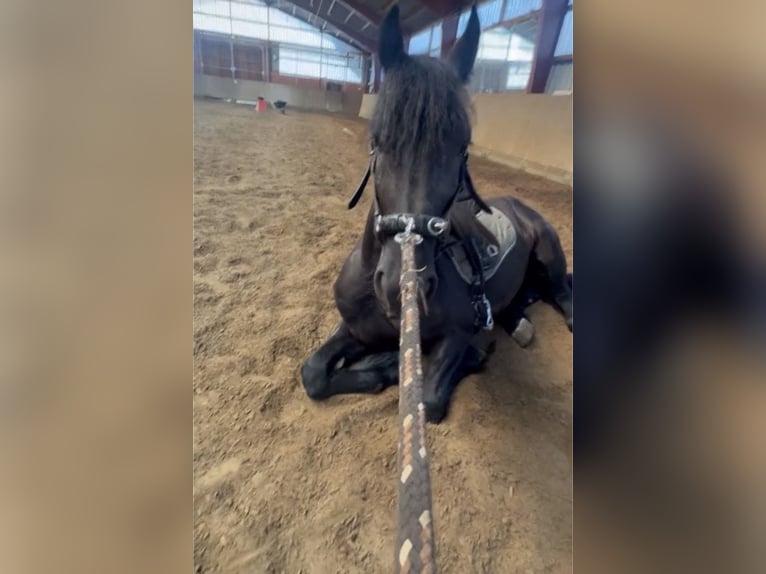 Frisones Caballo castrado 3 años 168 cm Negro in Bad Salzuflen