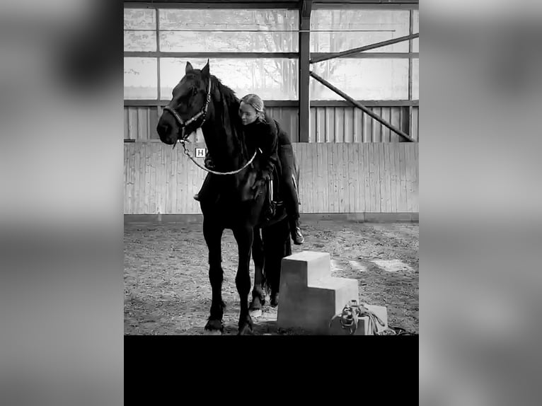 Frisones Caballo castrado 3 años 168 cm Negro in Bad Salzuflen