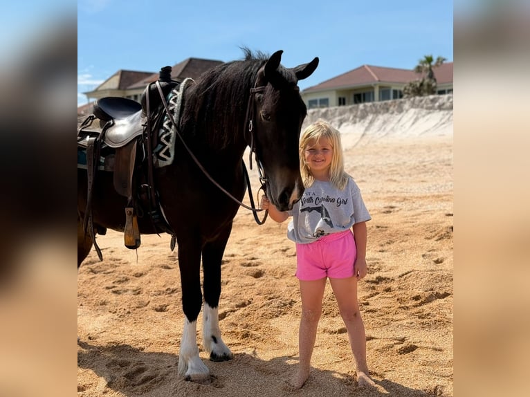 Frisones Mestizo Caballo castrado 4 años 140 cm in Ocala, FL