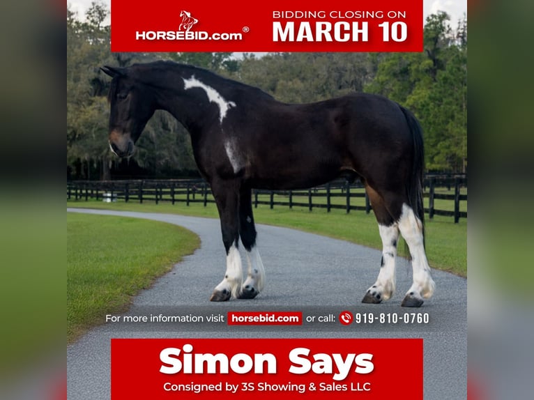 Frisones Mestizo Caballo castrado 4 años 140 cm in Ocala, FL