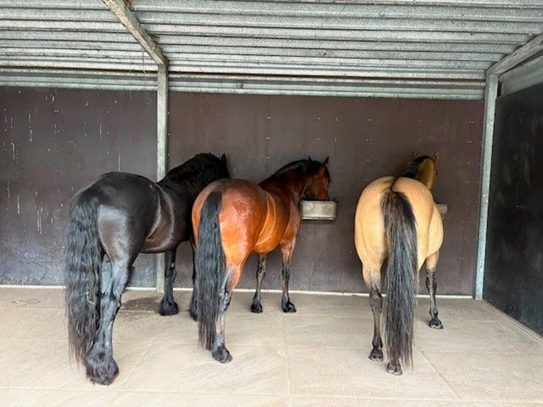 Frisones Mestizo Caballo castrado 4 años 152 cm Castaño in Nieuw-Buinen