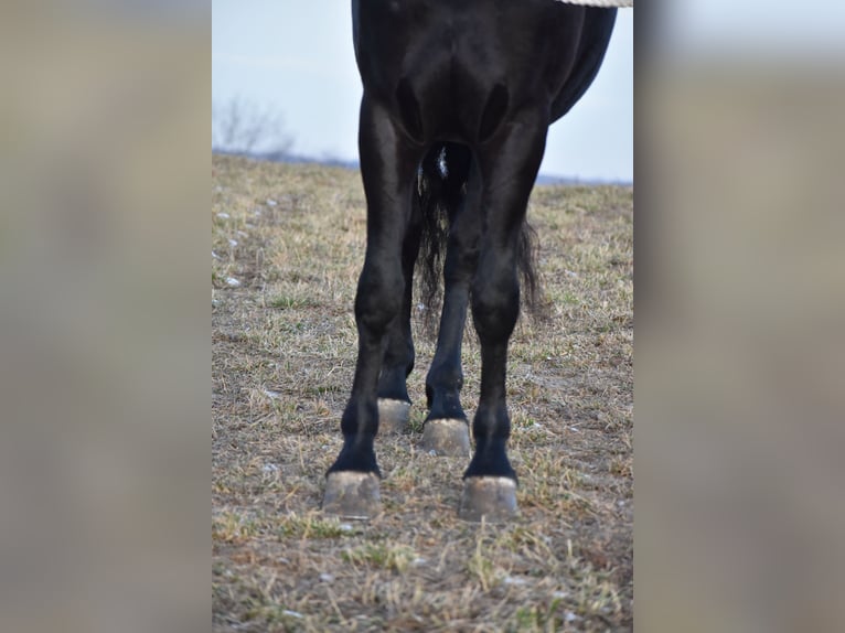 Frisones Mestizo Caballo castrado 4 años 152 cm Negro in Baltic, OH