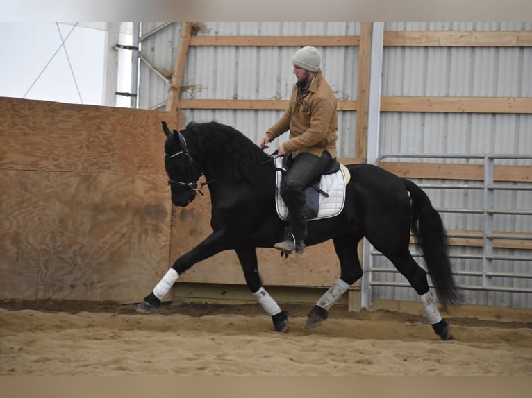 Frisones Mestizo Caballo castrado 4 años 152 cm Negro in Baltic, OH