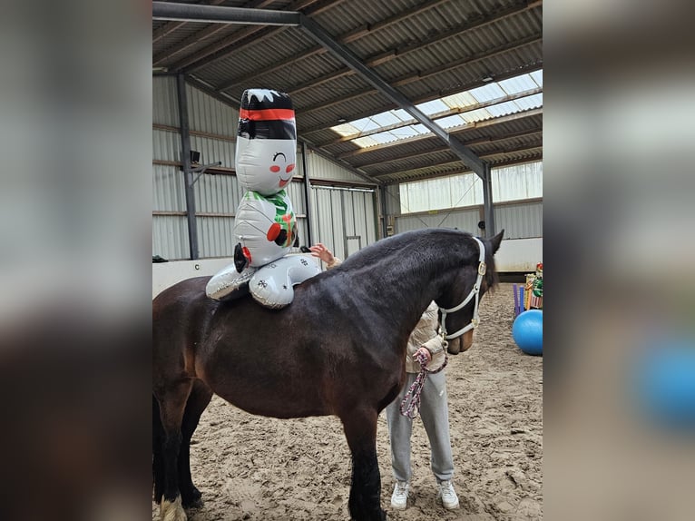 Frisones Mestizo Caballo castrado 4 años 155 cm Castaño in Jever