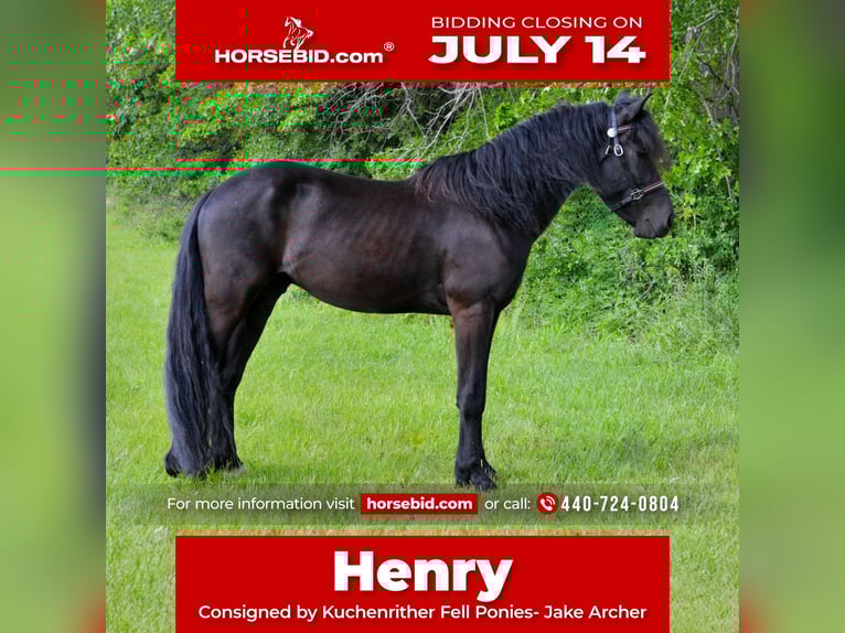 Frisones Mestizo Caballo castrado 4 años 155 cm Negro in North Ridgeville, OH