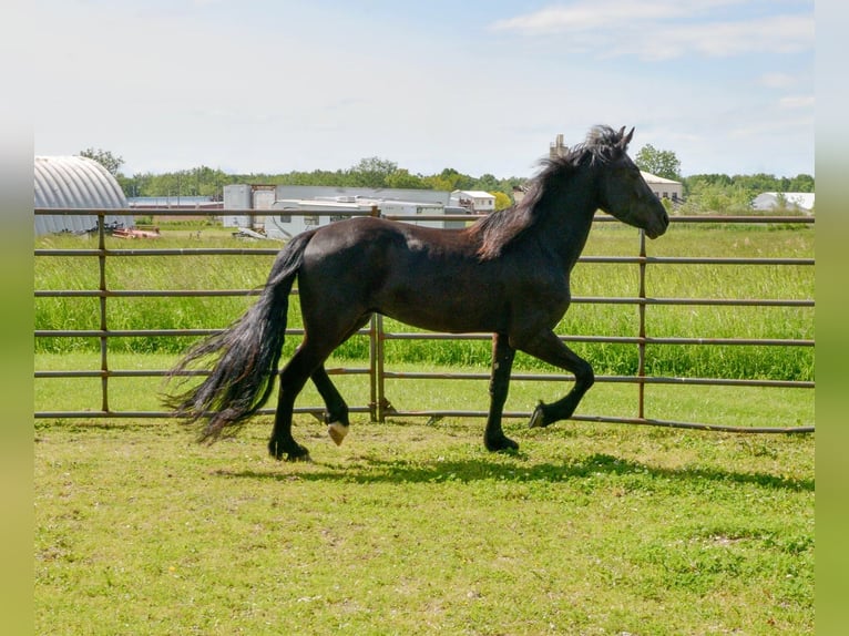 Frisones Mestizo Caballo castrado 4 años 155 cm Negro in North Ridgeville, OH