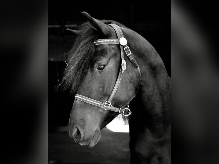 Frisones Mestizo Caballo castrado 4 años 155 cm Negro in North Ridgeville, OH