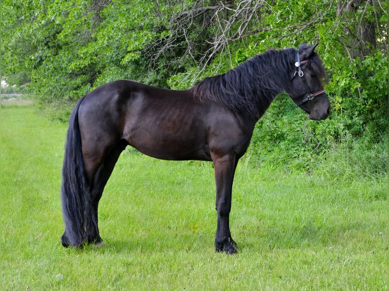 Frisones Mestizo Caballo castrado 4 años 155 cm Negro in North Ridgeville, OH