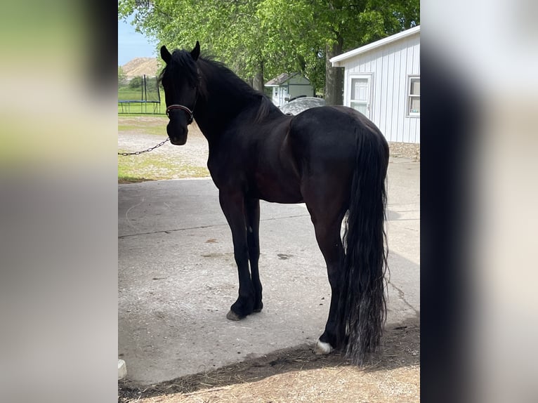 Frisones Mestizo Caballo castrado 4 años 155 cm Negro in North Ridgeville, OH
