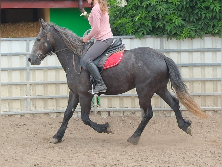 Frisones Mestizo Caballo castrado 4 años 155 cm Tordillo negro in Rudersdorf
