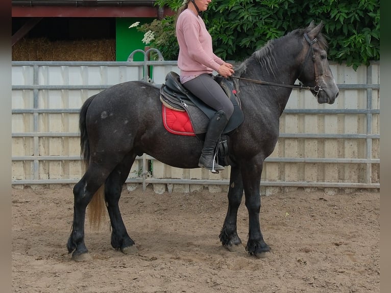 Frisones Mestizo Caballo castrado 4 años 155 cm Tordillo negro in Rudersdorf