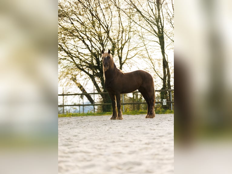 Frisones Mestizo Caballo castrado 4 años 157 cm Alazán-tostado in Saint-guen