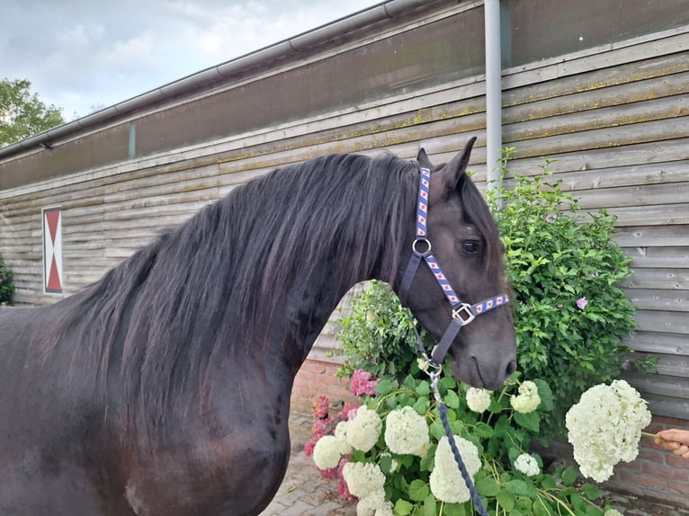 Frisones Caballo castrado 4 años 158 cm Negro in Dalen