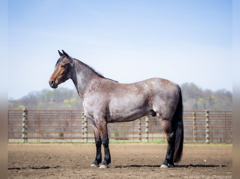 Frisones Mestizo Caballo castrado 4 años 160 cm Castaño-ruano in Auburn, KY