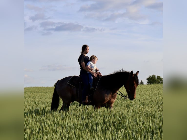 Frisones Mestizo Caballo castrado 4 años 160 cm Castaño-ruano in Auburn, KY