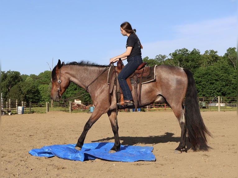 Frisones Mestizo Caballo castrado 4 años 160 cm Castaño-ruano in Auburn, KY