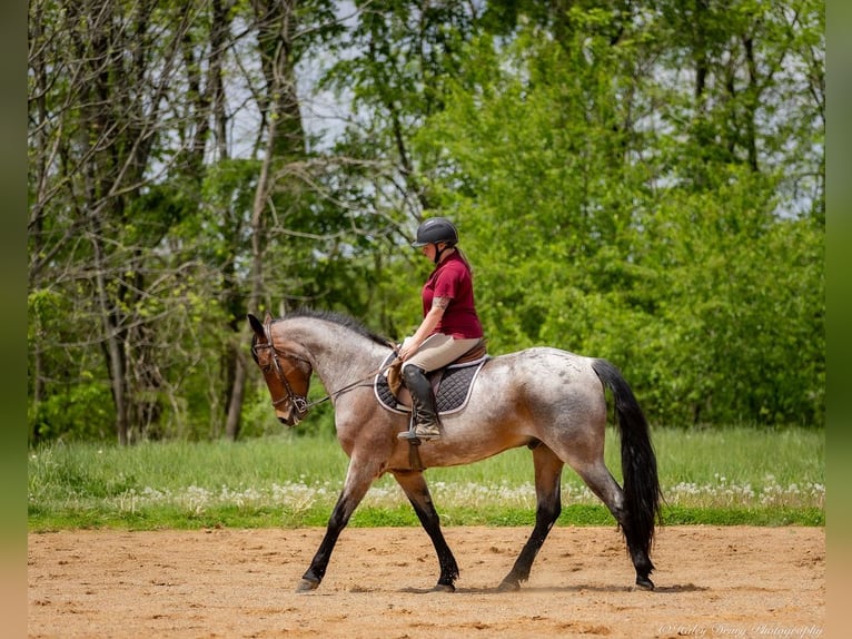 Frisones Mestizo Caballo castrado 4 años 160 cm Castaño-ruano in Auburn, KY