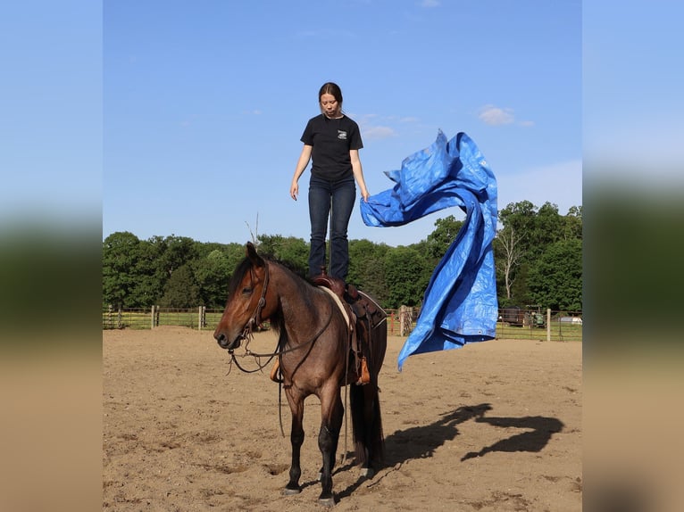 Frisones Mestizo Caballo castrado 4 años 160 cm Castaño-ruano in Auburn, KY