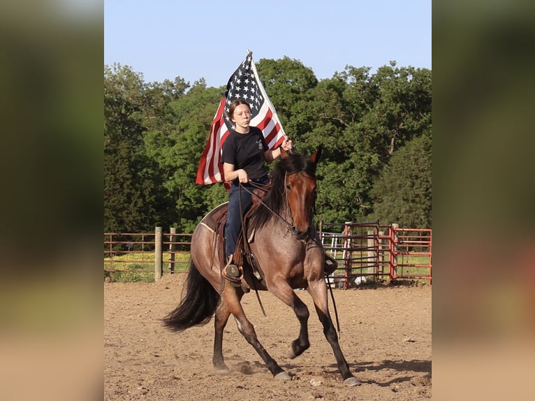 Frisones Mestizo Caballo castrado 4 años 160 cm Castaño-ruano in Auburn, KY