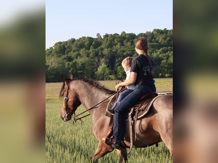 Frisones Mestizo Caballo castrado 4 años 160 cm Castaño-ruano in Auburn, KY